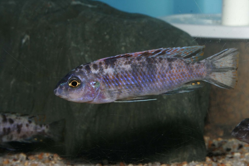 Labeotropheus trewavasae 'Ngwasi'